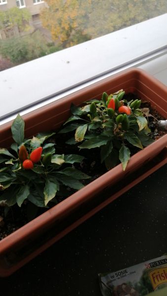 Oraneta