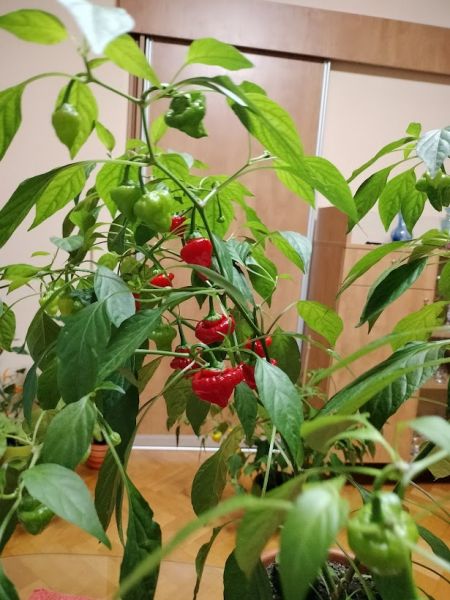 chilli 4