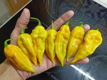 Fatalii20221101