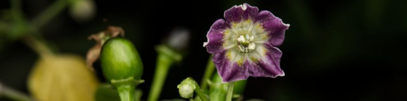 wild_rabenii