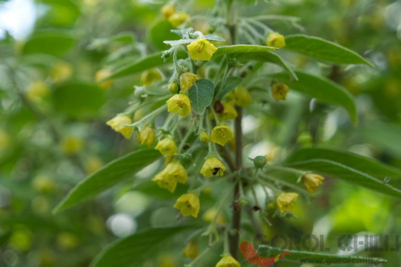 C_rhomboideum (1)