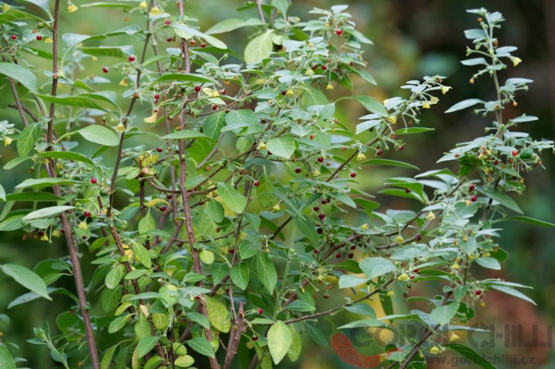 C_rhomboideum (4)