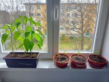 Chilli1