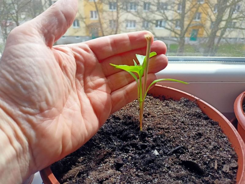 Chilli2