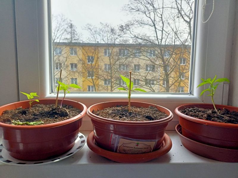 Chilli3