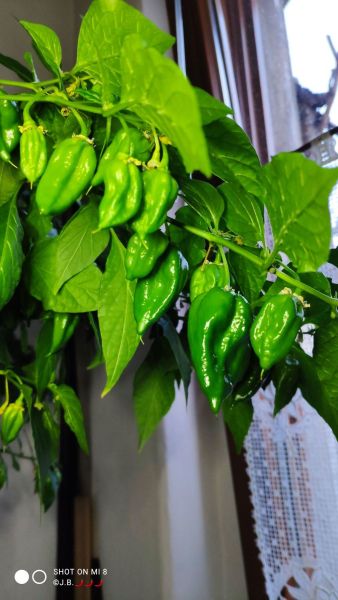 IMG_20230409_195330