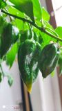 IMG_20230415_124353_1