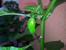 Bhut Jolokia