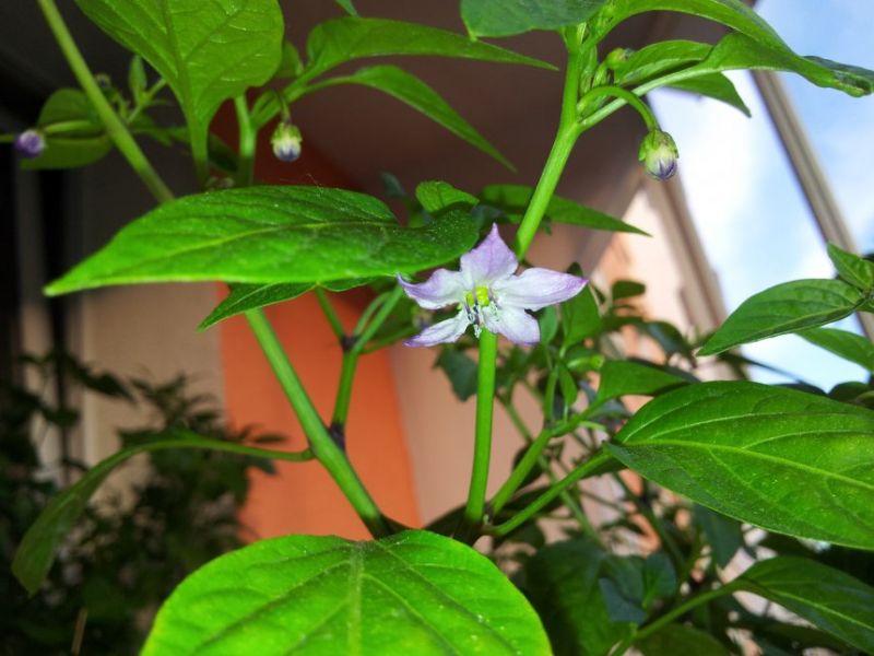 Tasmanian Habanero