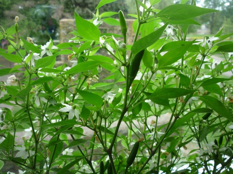 P1050778