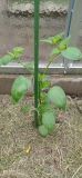 aji boliviano