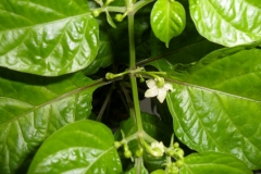 Habanero red savina