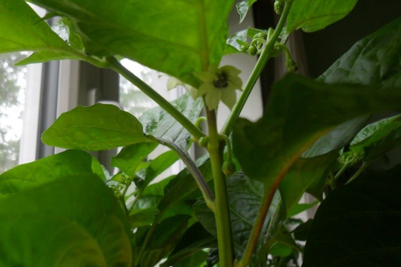 Habanero red savina