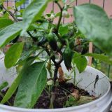 IMG_20230630_202216