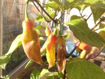 IMG-20230814-WA0004
