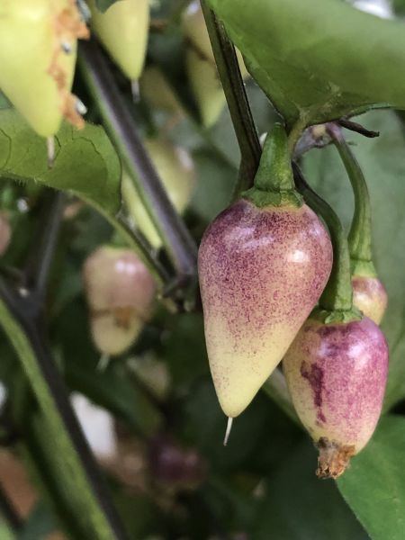 chupetinho purple false