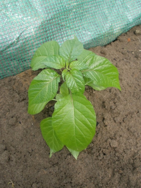 Habanero Red