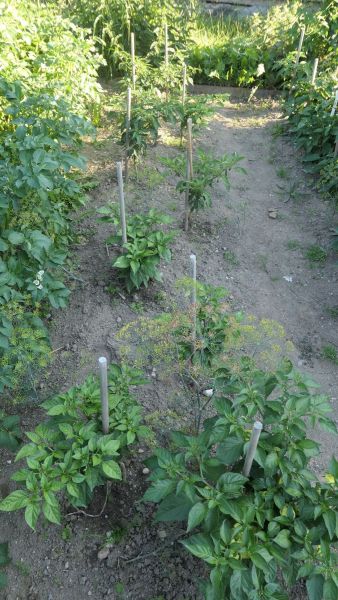 P1100068