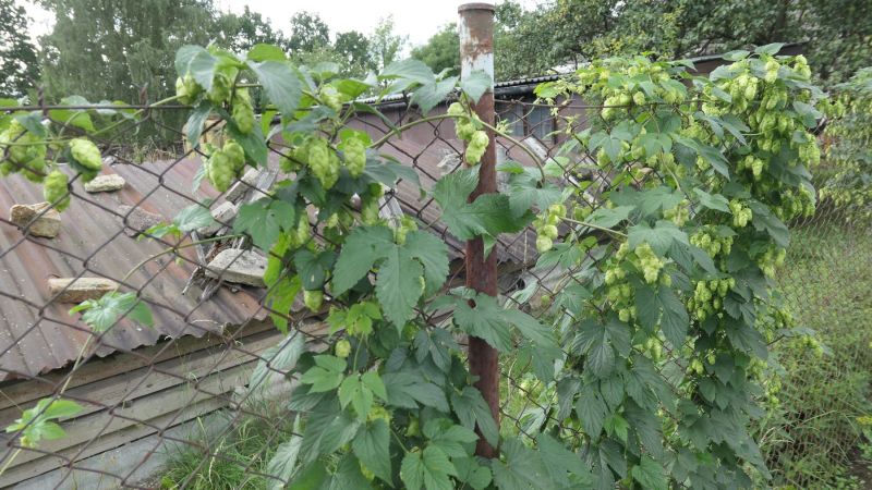 P1100122