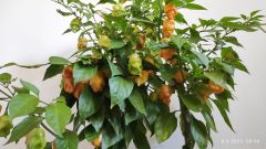 Carolina Reaper Peach _1