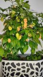 Carolina Reaper Peach _2