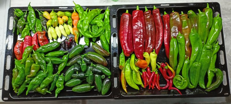 Zber_20231015