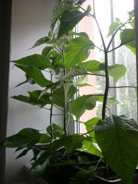 20120530 071243