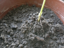 2012-05-27-041