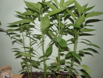 neznámé chilli