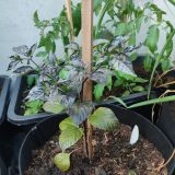 IMG_20240605_183849