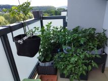 IMG_20240610_163912