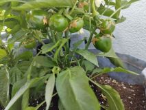 IMG_20240610_164045