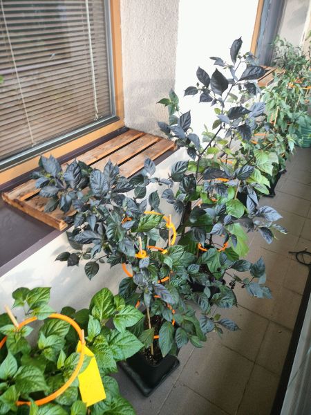 IMG20240610183535