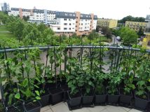 IMG_20240611_180413