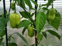 IMG_20240611_180543