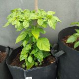 IMG_20240614_110932