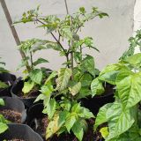 IMG_20240614_111054