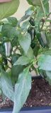 IMG_20240614_163210