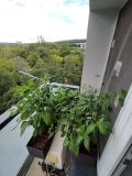 IMG_20240616_160321