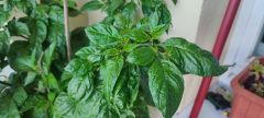 IMG_20240617_191834