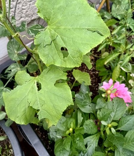 IMG_20240609_100414821_HDR