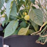 IMG_20240623_193939