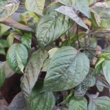 IMG_20240623_193829