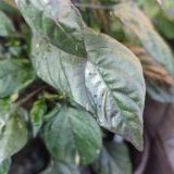 IMG_20240623_193825