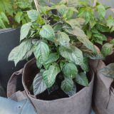 IMG_20240623_193821