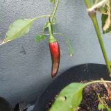 IMG_20240623_193752