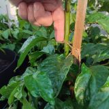 IMG_20240623_193737