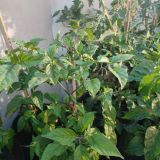 IMG_20240623_193727