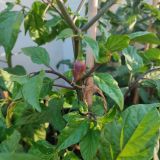 IMG_20240623_193722