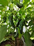 IMG_20240626_100655